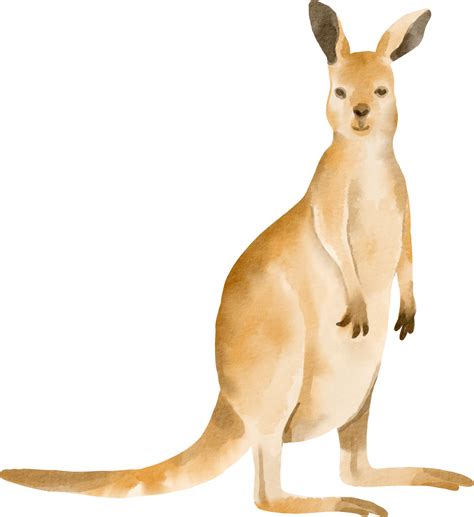 watercolor kangaroo cute clip art 16539757 PNG