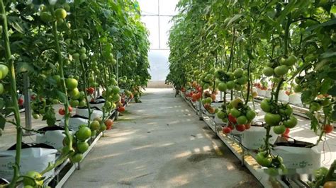 小西红柿的种植方法和管理技术-三农视频-搜狐视频