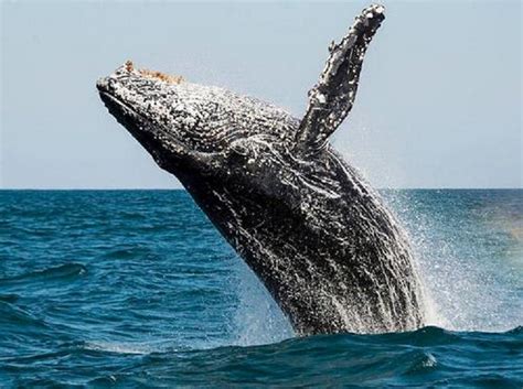 世界最大动物蓝鲸面临危机，科学家仅凭声音，发现一濒危种群_阿曼