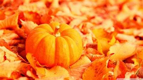 Pin by Casey M.. on Leaves will fall | Pumpkin wallpaper, Cute fall ...