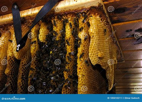 Bees And Honeycomb