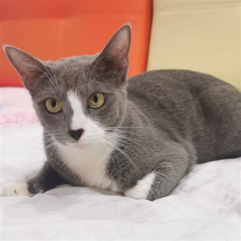 Friday (Grey Tuxedo Girl Cat) (Adopted) – cat welfare society