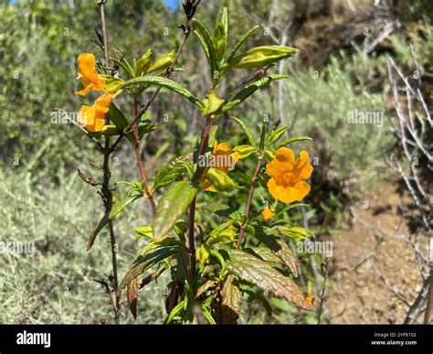 orange bush monkeyflower (Diplacus aurantiacus Stock Photo - Alamy