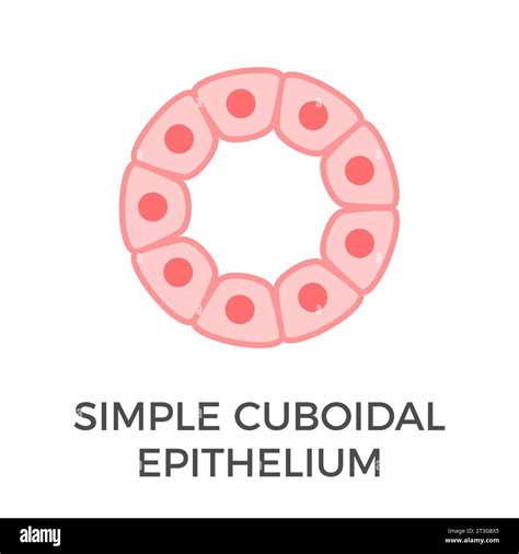 Simple Cuboidal Epithelium Diagram Difference Between Cuboidal And