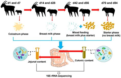 Longitudinal Investigation of the Gut Microbiota in Goat Kids from ...