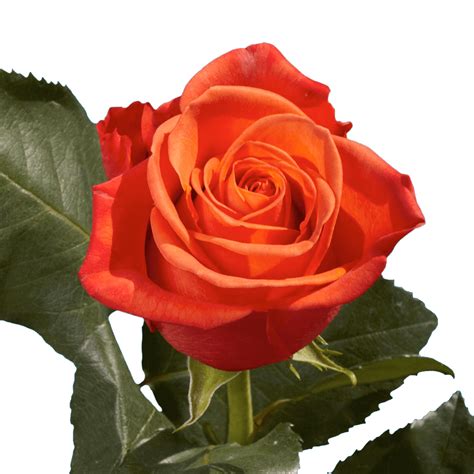 Buy 50 Stems of Orange Crush Roses- Beautiful Fresh Cut Flowers ...