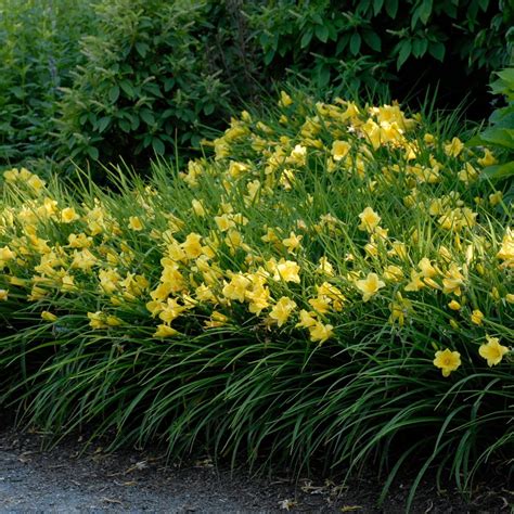 Happy Returns Daylily - Nolt’s Garden Center
