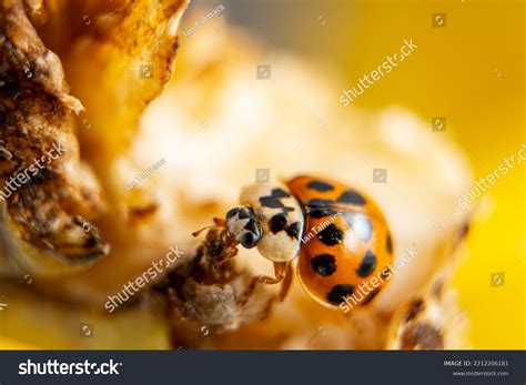 52,864 Ladybug Close Images, Stock Photos & Vectors | Shutterstock