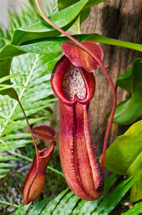 Pitcher Plant Care: the Complete Guide — Bees and Roses. Gardening tips ...
