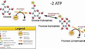 Image result for Glycolysis Animation