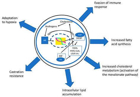 Role of Lipids and Lipid Metabolism in Prostate Cancer Progression and ...