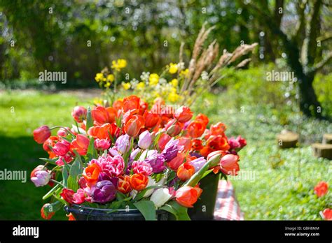 Spring Flower 的图像结果