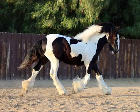 Gypsy Vanner Horses: Breed Profile, Facts and Care - Seriously Equestrian