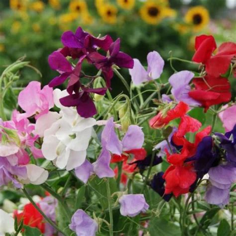 Buy Sweet Pea Spencer Mixed Color Flower Hybrid Flower Seeds ...