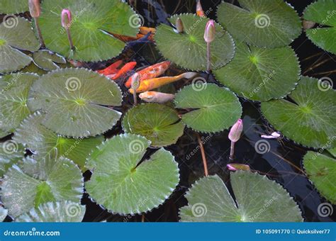 Koi Fish Pond Full of Water Lilies Stock Photo - Image of pond, plant ...