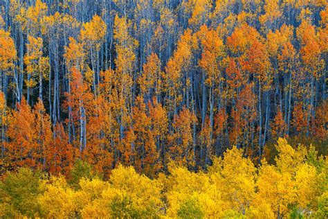 Colorado Fall Aspens