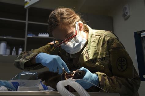 Army Veterinarian Lends a Paw to Your Pets on NBK Bangor | Article ...