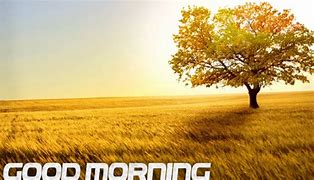 Image result for Good Morning through Trees
