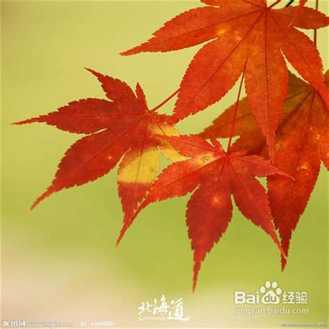 摄影技巧 9条贴士教你如何拍好秋天的红叶-百度经验