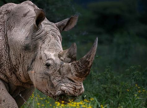 Corinna Kopfs OnlyFans Leaked – Wat zeggen de fans? - Amsterdam Nieuws