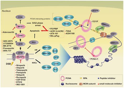 Targeting Non-Oncogene Addiction for Cancer Therapy