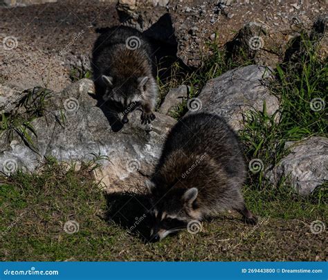Two Raccoons in Their Natural Habitat Stock Photo - Image of rocks, outside: 269443800