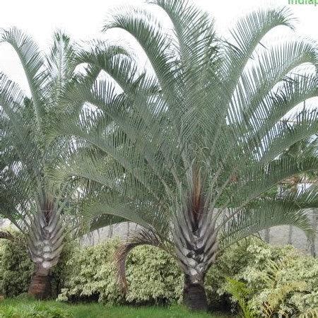 Buy Beautiful Neodypsis Decaryii Triangle Palm Tree - Add a Unique Tou ...