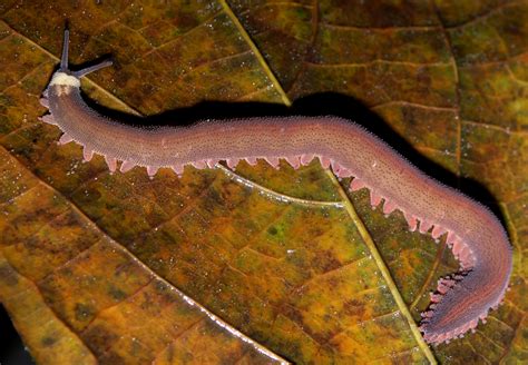 Phylum Onychophora - Characteristics, Classification - Biology Notes Online
