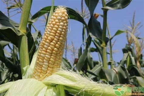 2023年京津冀鲜食玉米产业大会暨第九届北京鲜食玉米节顺利召开