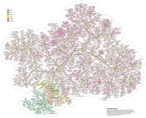Tree of Life Evolution 的图像结果