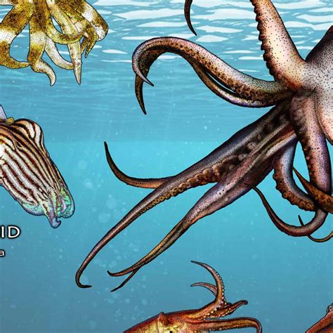 Buy Cuttlefish and Squid of the World Poster Print - SIGNED BY ARTIST ...