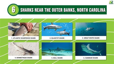 6 Sharks Near the Outer Banks, North Carolina - A-Z Animals