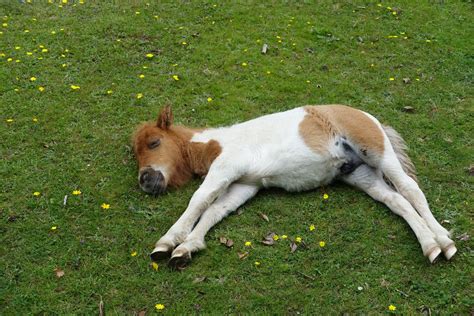 Can A Horse Sleep Lying Down at Evelyn Council blog