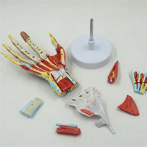 Buy Anatomy Model of Hand with Muscles,Ligaments,Nerves And Arteries 7 ...