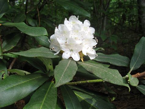 Native Plants For Sale Georgia at Joanne Magana blog