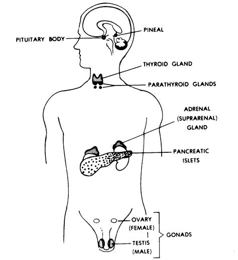 Draw The Endocrine System - Kids Drawing Lessons