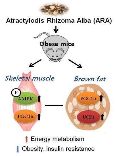 The Root of Atractylodes macrocephala Koidzumi Prevents Obesity and ...