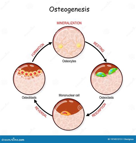 Bone Remodeling. Describe a Process of Ossification Stock Vector - Illustration of care ...