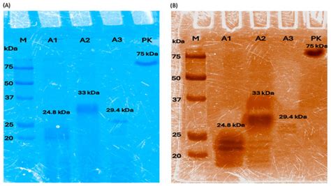 Poly(lactic acid) Degradation by Recombinant Cutinases from Aspergillus ...