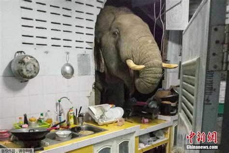 泰国居民家中闯入一头大象 将厨房墙撞开一个洞_凤凰网