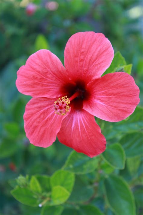 Beautiful Hibiscus Flower Free Stock Photo - Public Domain Pictures