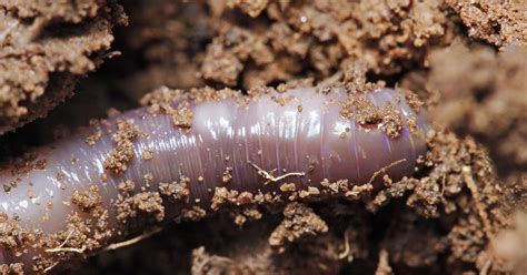 Evolutionist Argues that Worms Feel Pain | Science and Culture Today
