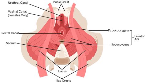 Pelvic Floor Dysfunction: Symptoms, Causes & Treatment Options