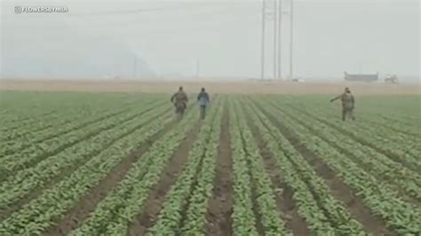 ICE agents chase after farmworkers as they flee fields during latest ...