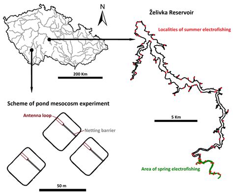 Does Fish Conditioning in Aquaculture Increase Survival Success in the ...