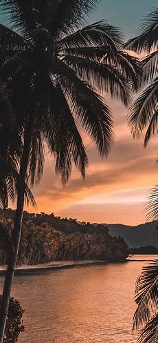 Tree Wallpaper Iphone 11 by Silhouette Of Palm Tree During Golden Hour Iphone 11 Tree Wallpaper Iphone 11