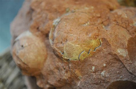 佛山大沥一工地发现多个“恐龙蛋”！专家初步判断为6000多万年前化石
