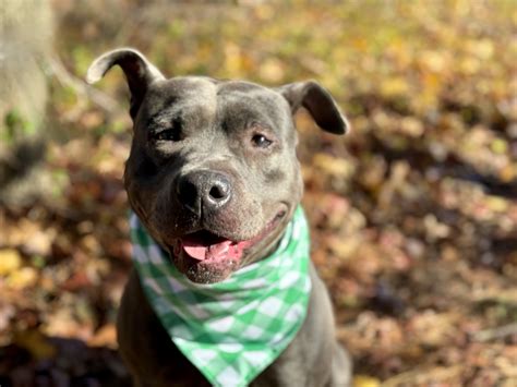 Spring forward and adopt one of these loving pets. March 9-10 - silive.com