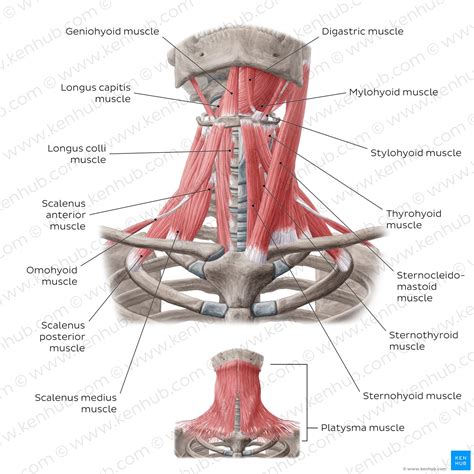 Neck muscles anatomy: List, origins, insertions, action | Kenhub