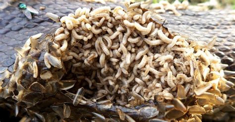 Maggot Insect Facts - Lucilia sericata - A-Z Animals